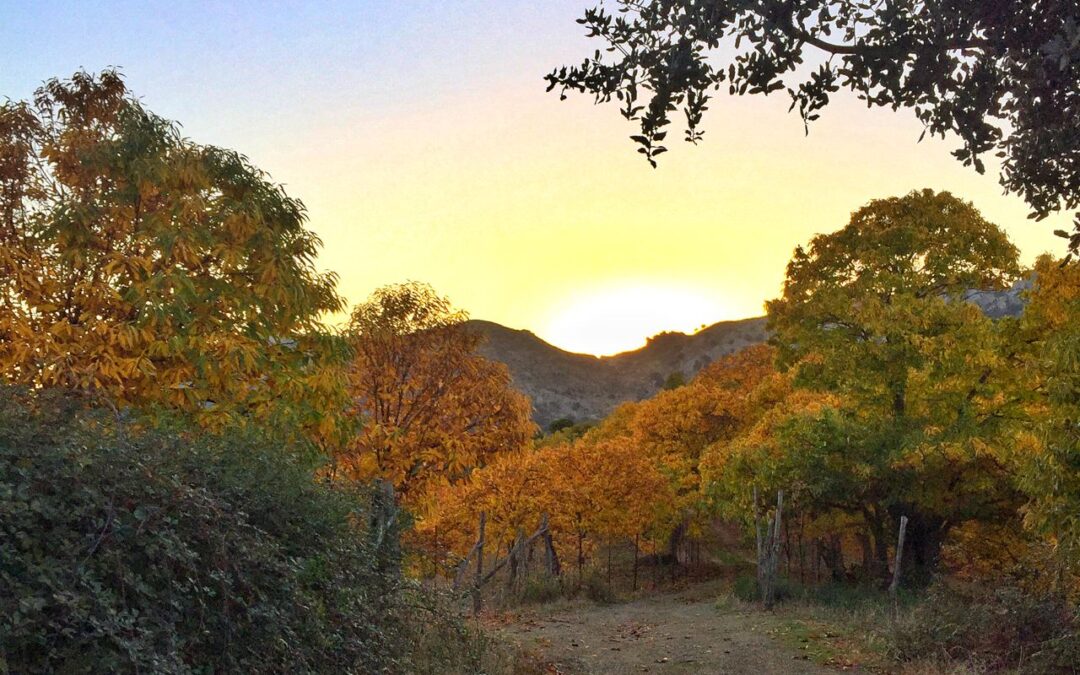 El Bosque de Cobre