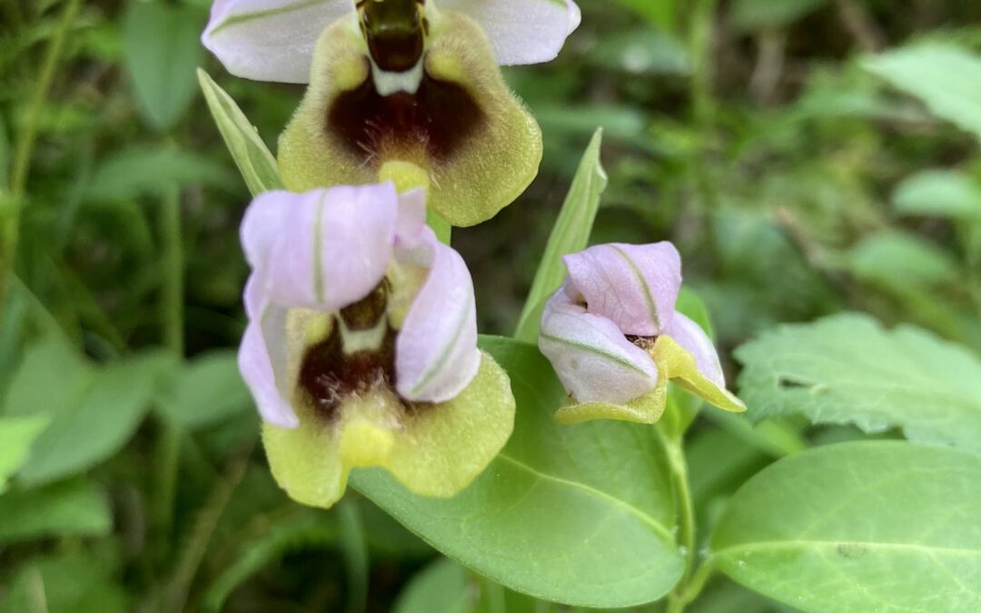 Wild Orchids